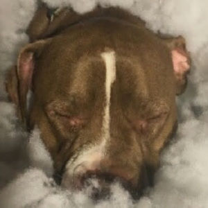 Meet your Posher, Devil